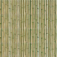 Bamboo Green