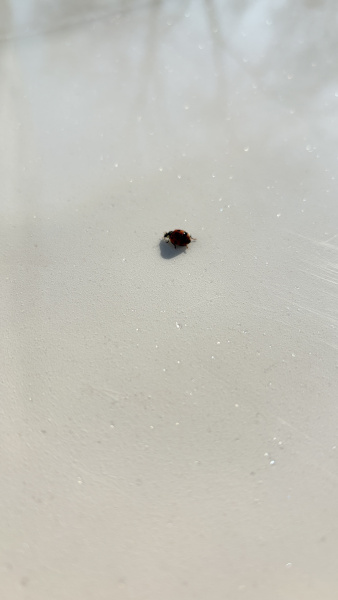  Морнинг Фог Кристалл радужный блеск 60x120 (1,44) 